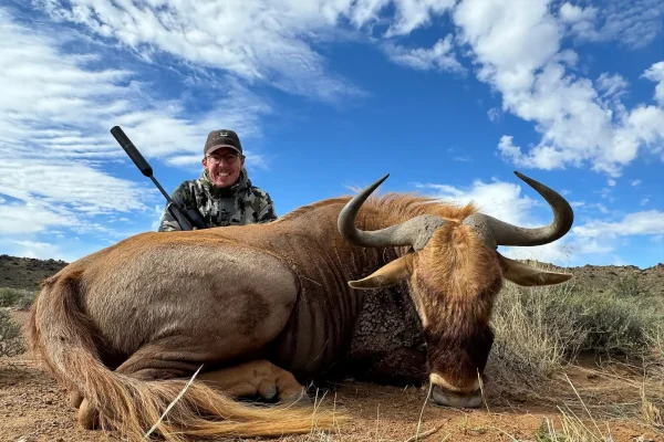 Golden Wildebeest Golden Wildebeest